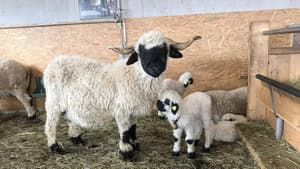 Das schönste Schaf im Wallis — foto 1