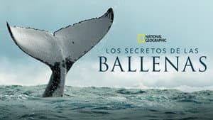 Secretos de las Ballenas — foto 10