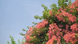 Pink&Pastel — foto 1