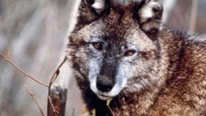 Cry of the Wild — foto 1