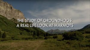 The Study Of Groundhogs: A Real Life Look At Marmots — foto 1