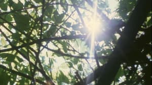 Kopfüber im Geäst — foto 2