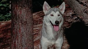 Nikki, Wild Dog of the North — foto 8
