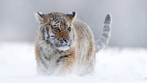 Planet Earth III — foto 5