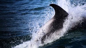 Sharks vs. Dolphins: Blood Battle — foto 4