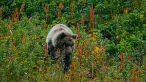 The Bear Beneath — foto 3
