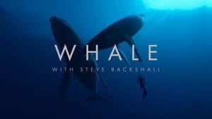 Whale with Steve Backshall — foto 1