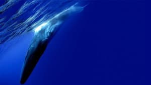 The Loneliest Whale: The Search for 52 — foto 3