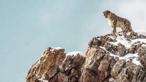El leopardo de las nieves — foto 1