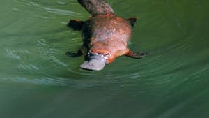 Platypus: World's Strangest Animal — foto 1