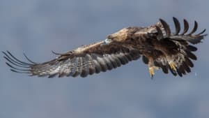 Steinadler - König der Berge — foto 1