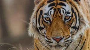 Tigres — foto 1