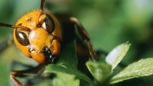 Killer Hornets — foto 1