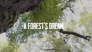 A Forest's Dream — foto 1