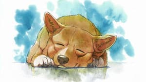 アインのなつやすみ — foto 1
