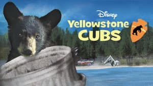 Los oseznos de Yellowstone — foto 4