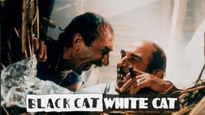 Gato negro, gato blanco — foto 7