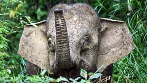 Orang-Utans - Borneos Waldmenschen — foto 10