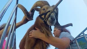 Episodio 6
