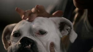 The School of Canine Massage — foto 1