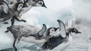 Antarctica, sur les traces de l'empereur — foto 11