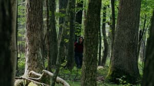 Through The Trees — foto 1