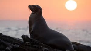 Leones Marinos de las Galápagos — foto 3