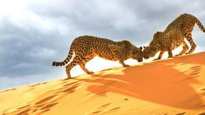 Big Cats: An Amazing Animal Family — foto 2