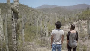 Dos cactus — foto 1