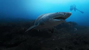 Tiburones De Cerca Con Bertie Gregory — foto 4