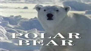 Predators of the Wild: Polar Bear — foto 1