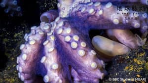 Planet Earth: Forces of Nature — foto 1