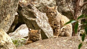 Wild Little Cats — foto 2