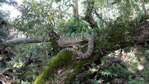 The Unknown Snake of Bolivia — foto 2