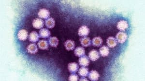 Winter Viruses and How to Beat Them — foto 1
