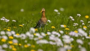 Grutto! De reis van onze nationale vogel — foto 4