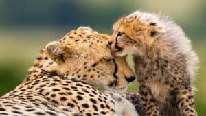 Die fünf Geparde - Gemeinsam durch die Serengeti — foto 1
