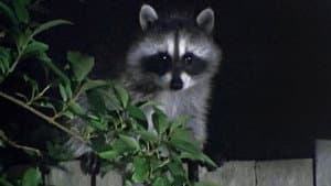 Wild in the City — foto 1
