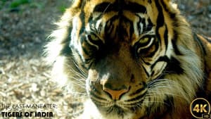 The Last Maneater: Killer Tigers of India — foto 1