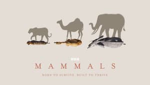Mammals — foto 8