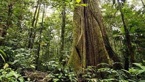 Secret Life of the Rainforest — foto 2