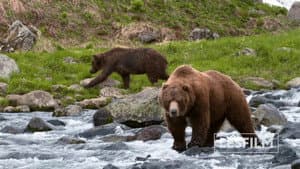 Медведи Камчатки. Начало жизни — foto 9
