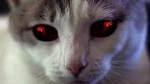Hell's Kitty — foto 2
