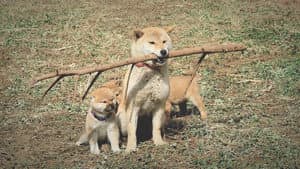マリと子犬の物語 — foto 1