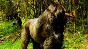 Wild Africa / Tiny Giants — foto 1