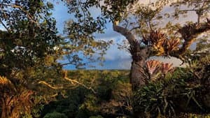 Secret Life of the Rainforest — foto 1