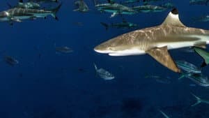 Sharks of Lost Island — foto 5