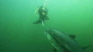 Bluefin — foto 1