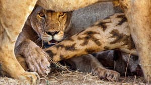 Lion Kingdom — foto 7