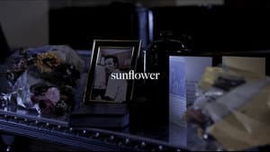 sunflower — foto 1